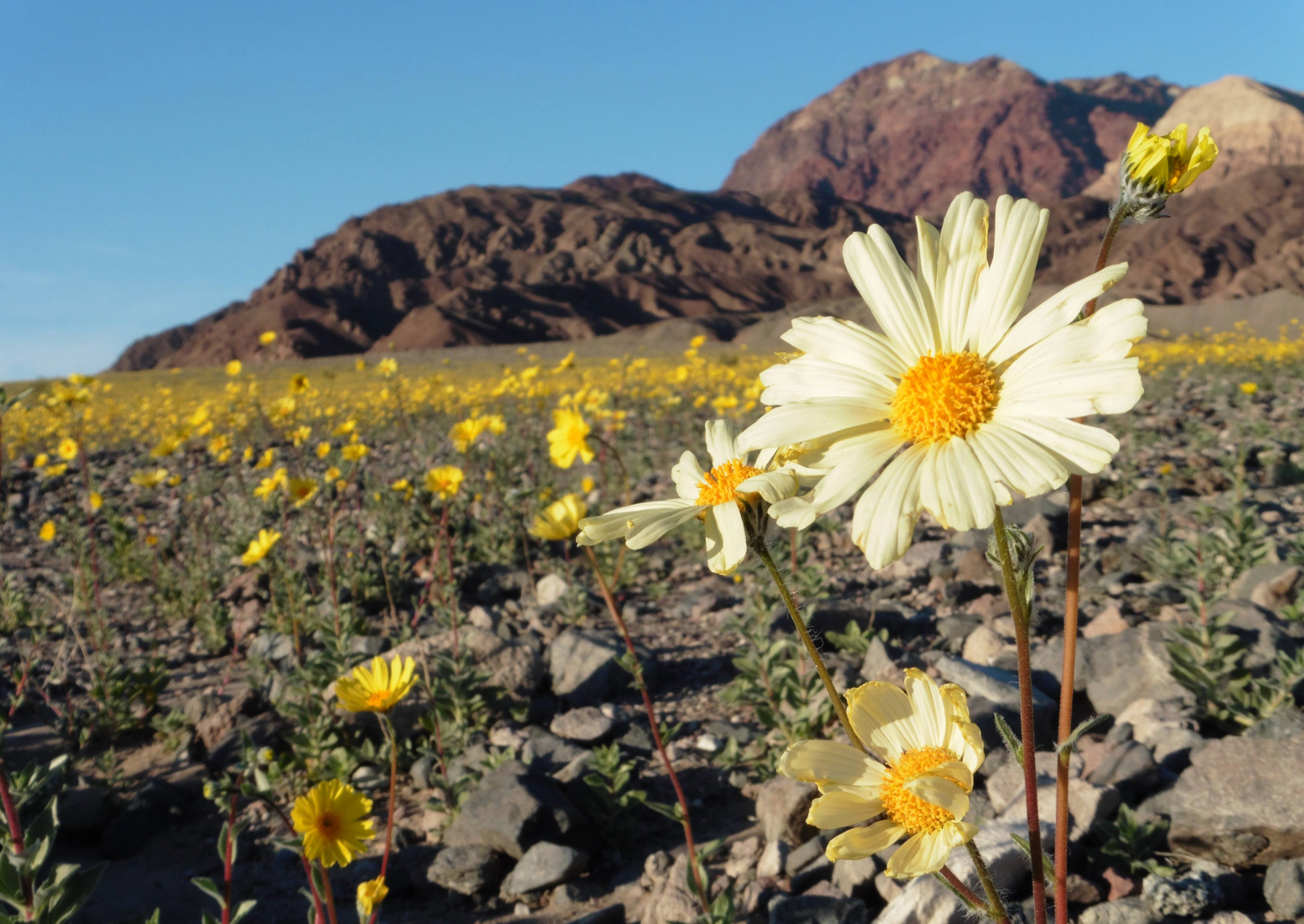 yellow flowers grow with a mountain in the background