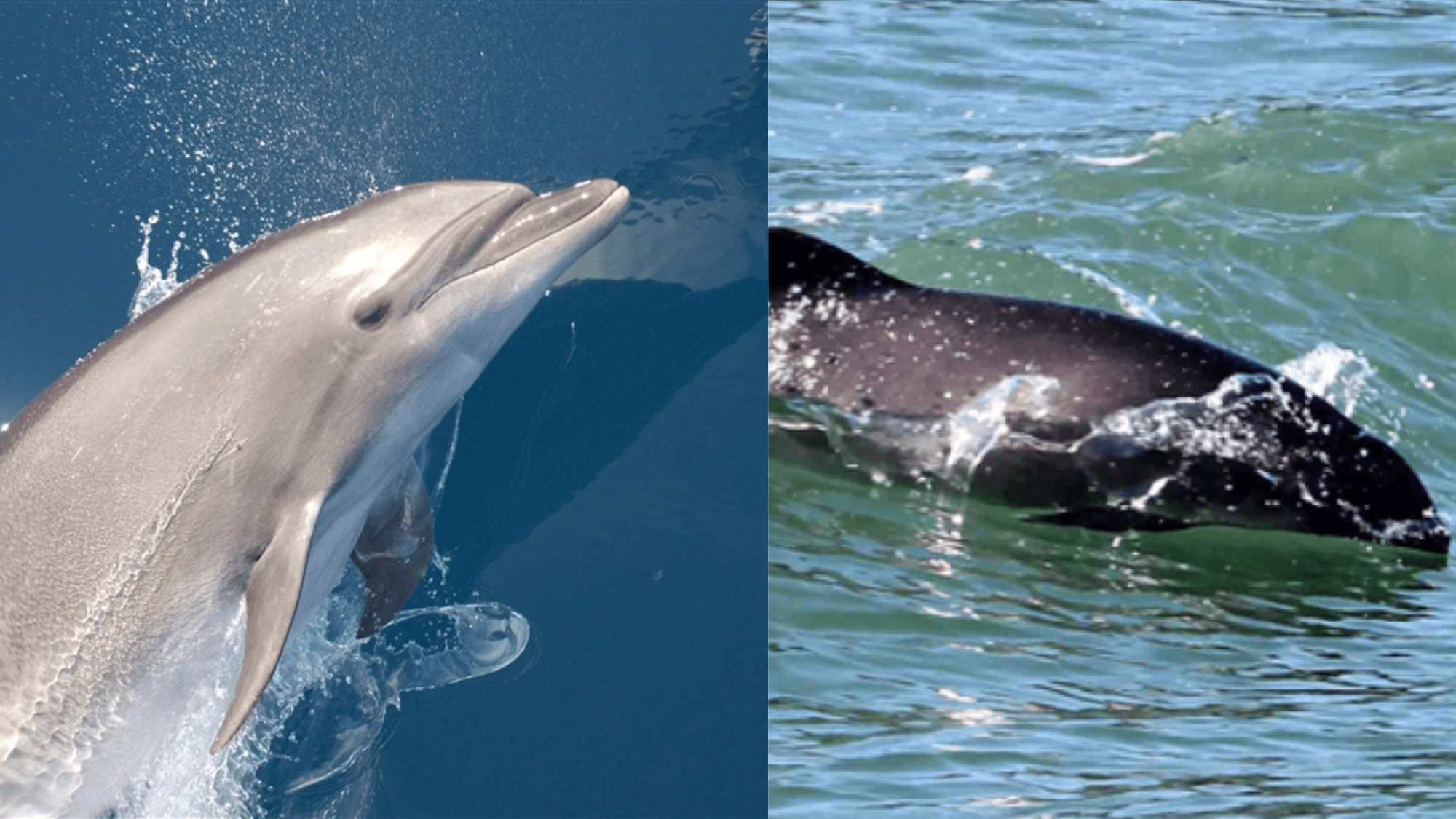 a dolphin (left) and a more rounded porpoise (right)