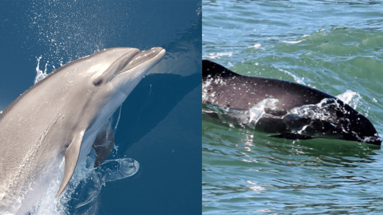 a dolphin (left) and a more rounded porpoise (right)