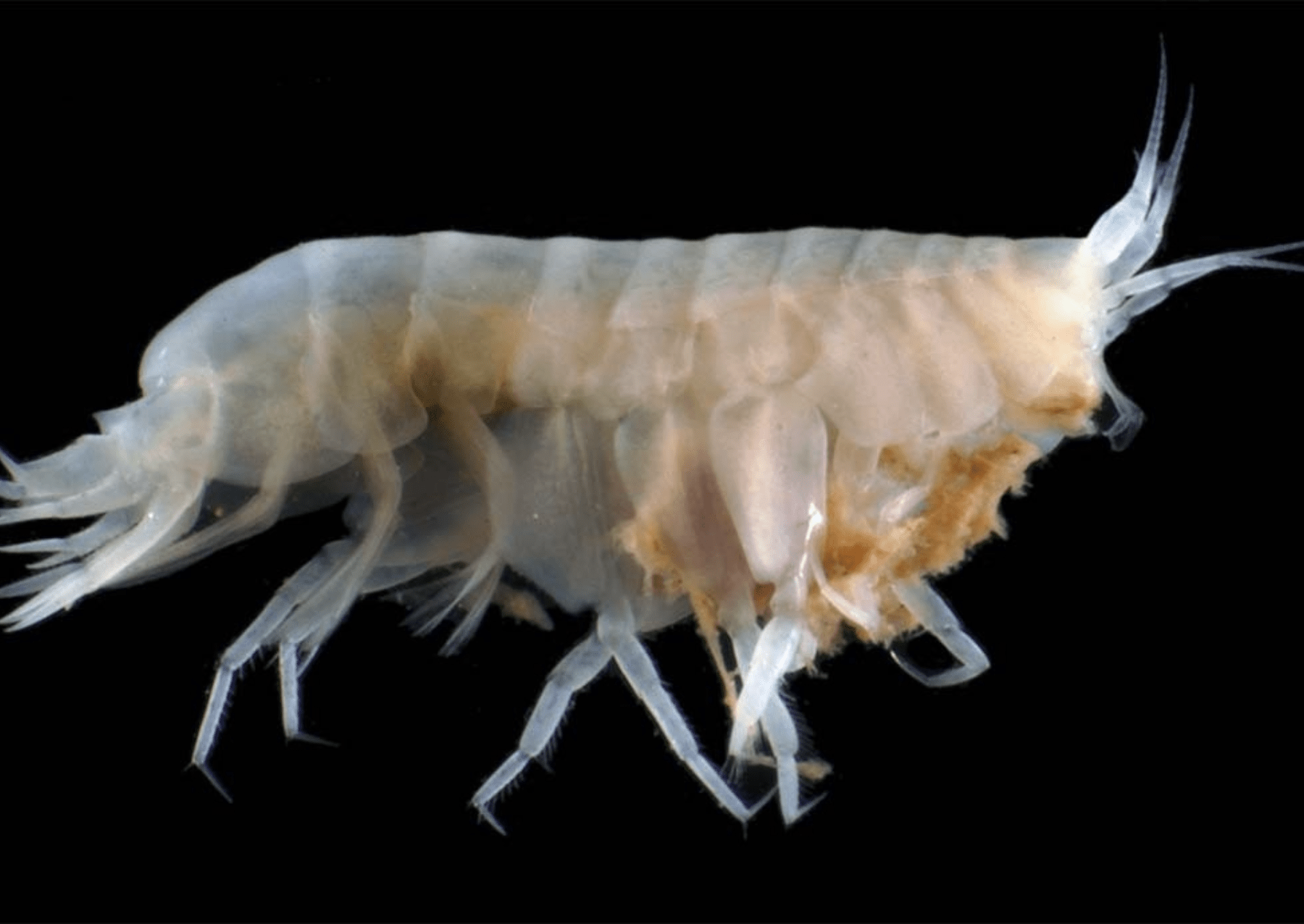 a small, pale colored deep sea crustacean with lots of legs
