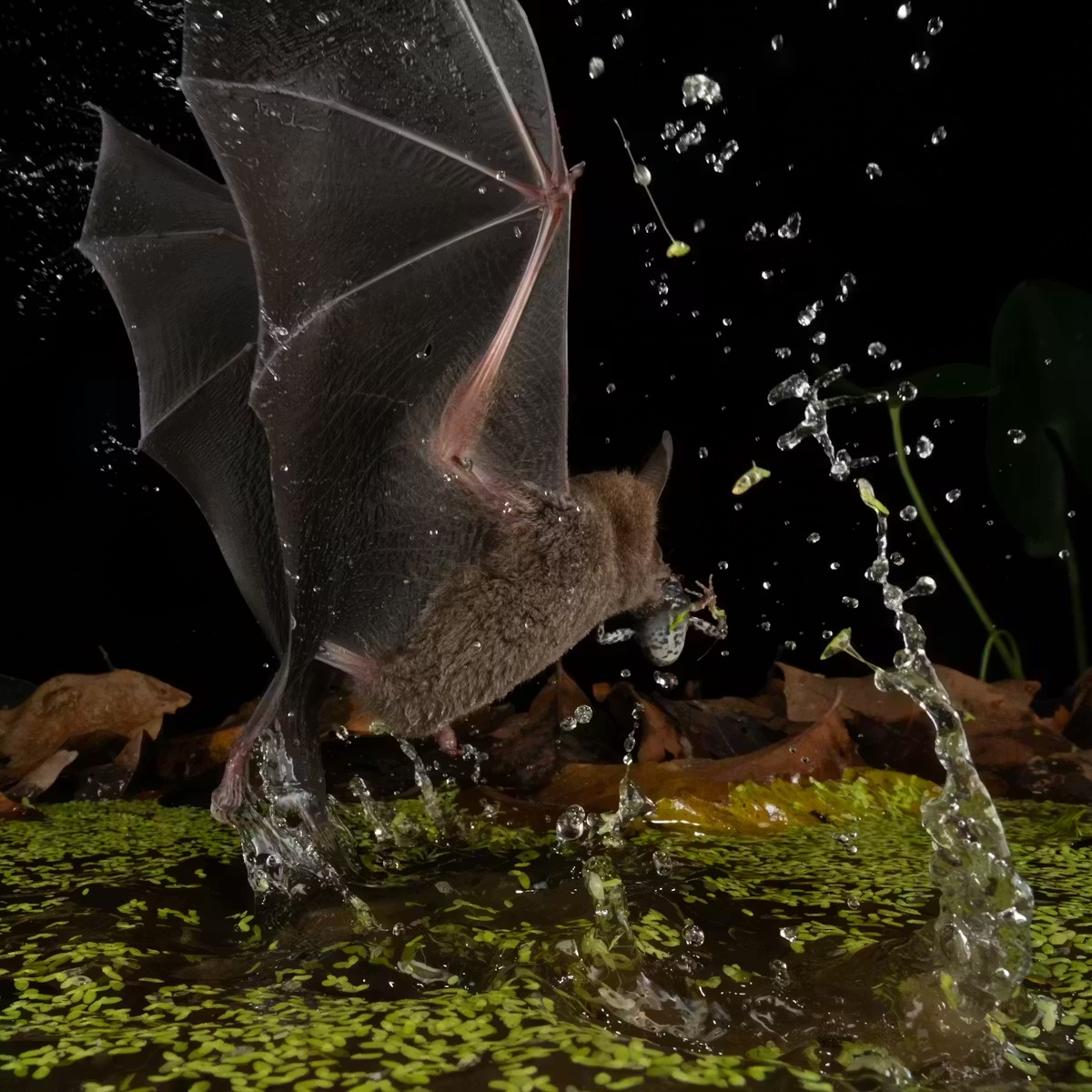 bat flaps in water