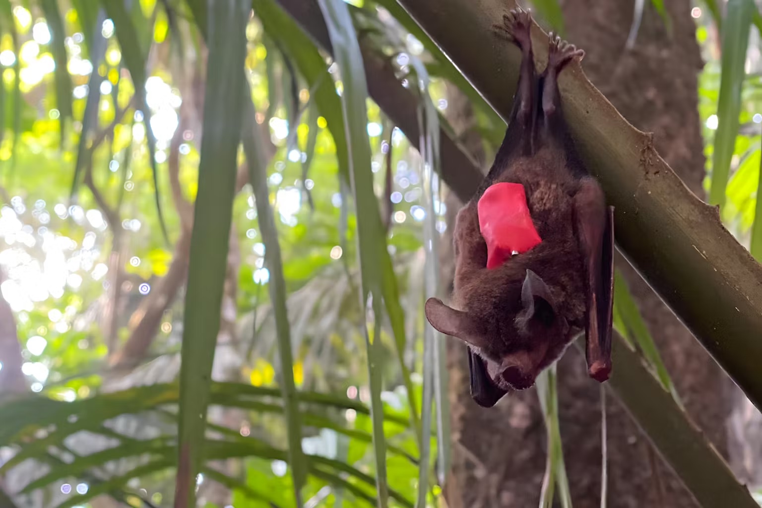 a bat hanging upside down with red backpack