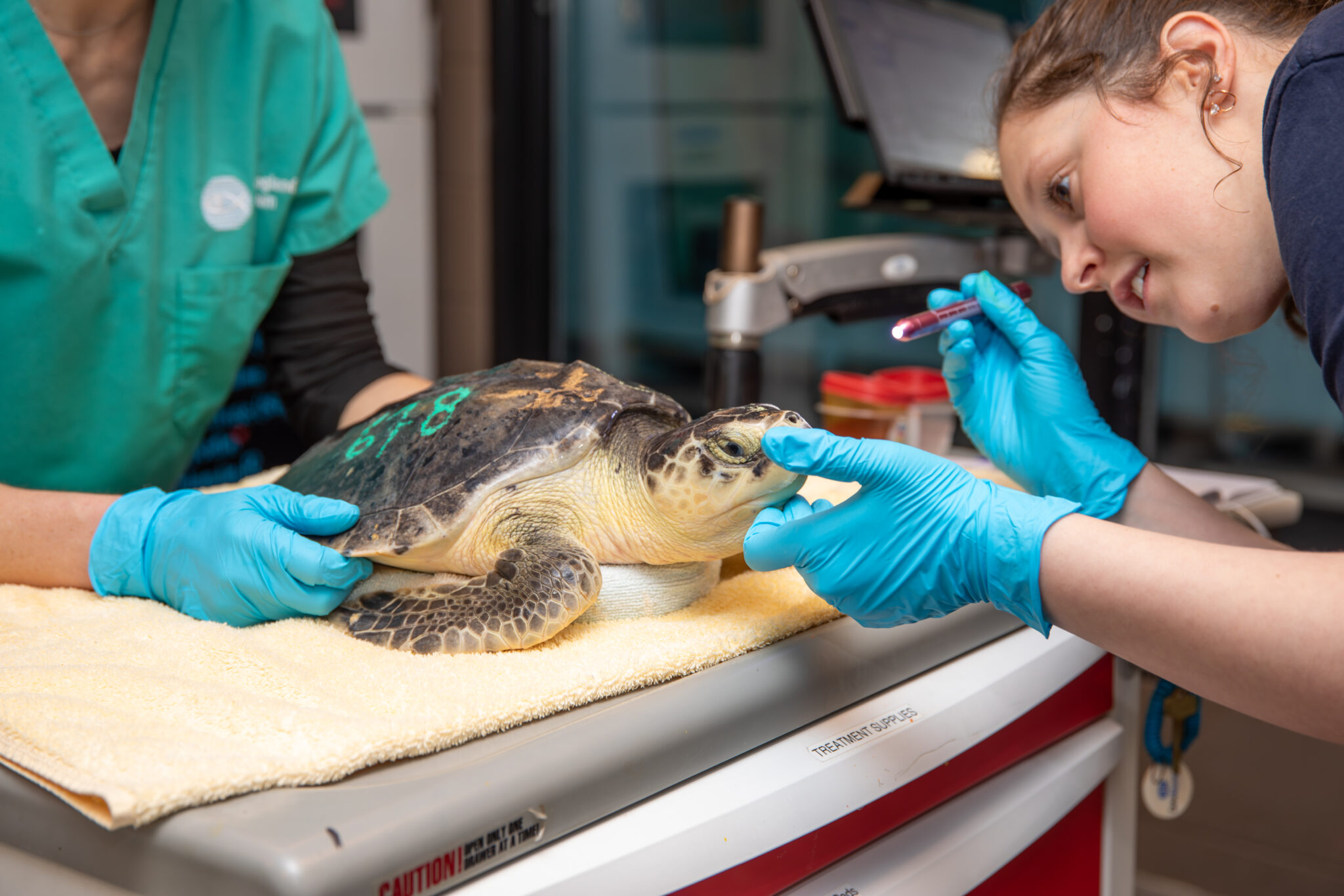 a vet holding a turtles head while she gives it an exam