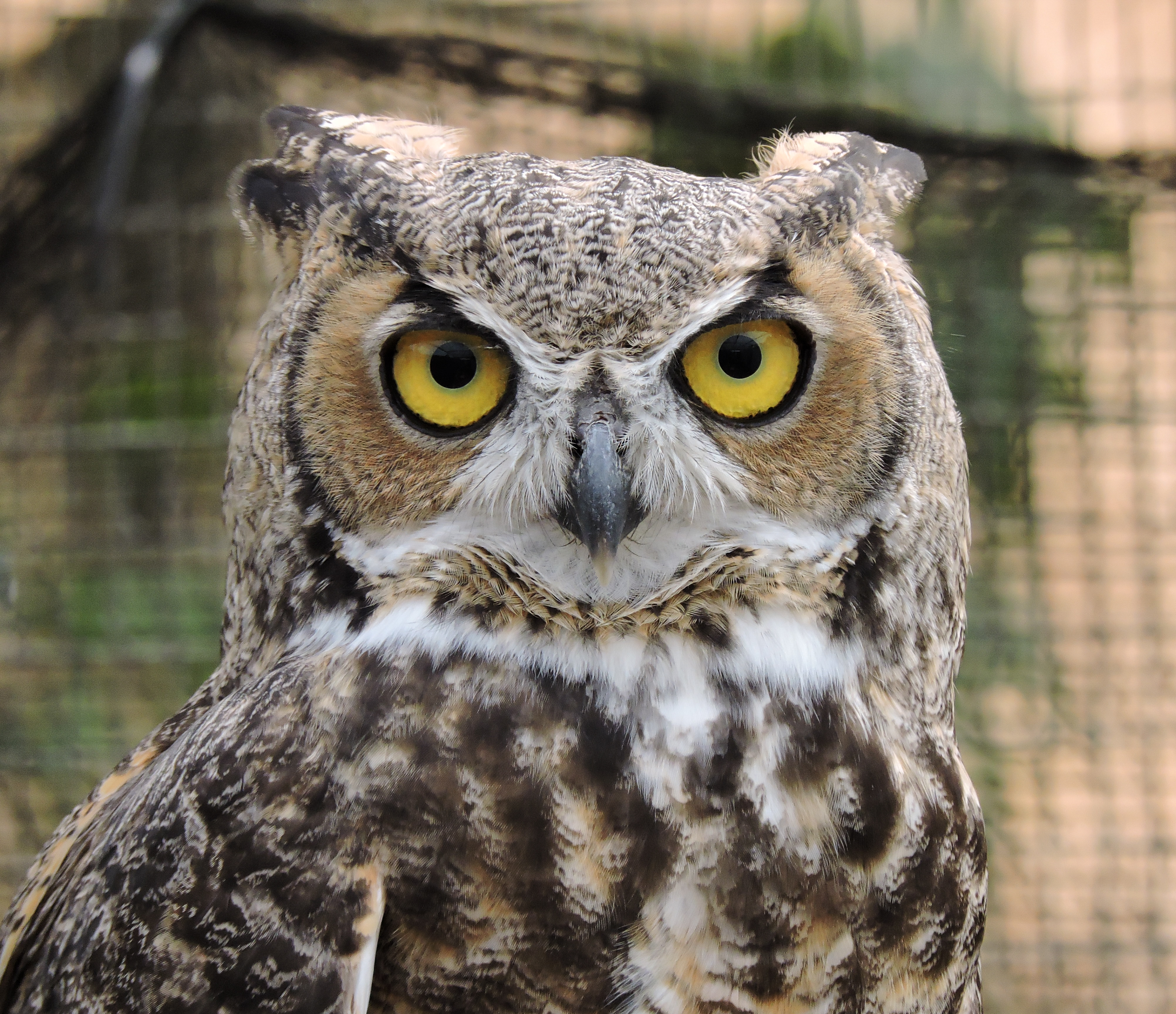an owl with brown and white feathers and big yellow eyes
