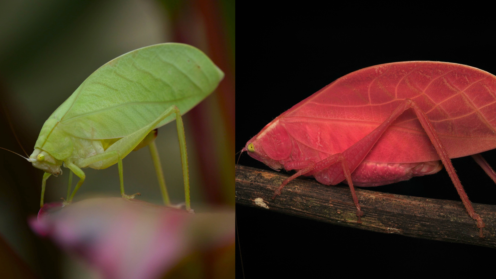 a green insect (left) the same insect, but it has changed to pink (right)