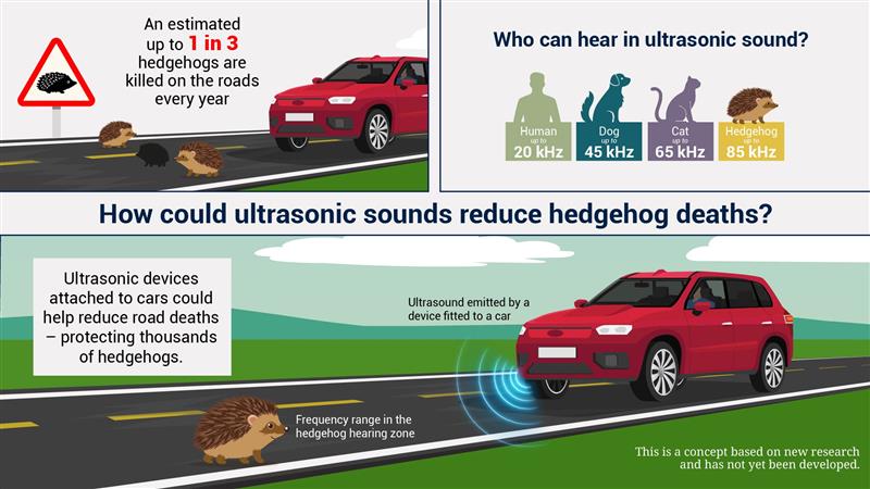 an infographic showing that an estimated 1 in 3 hedgehogs are killed on the road every year, that dogs, cats, and hedgehogs can hear in ultrasonic sounds, and how ultrasonic sounds can reduced hedgehog deaths