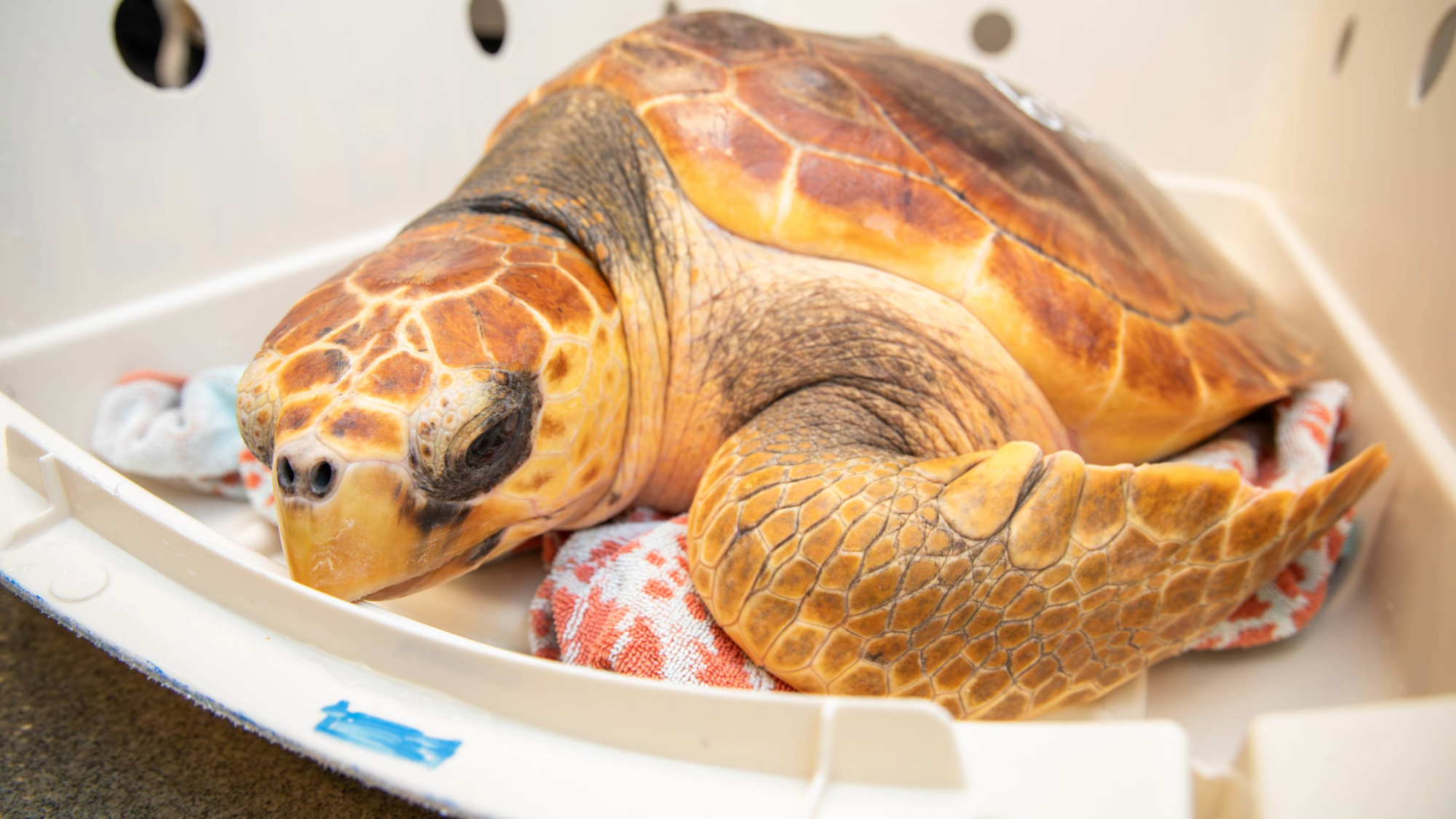 a larger brown-ish sea turtle sits on an exam table