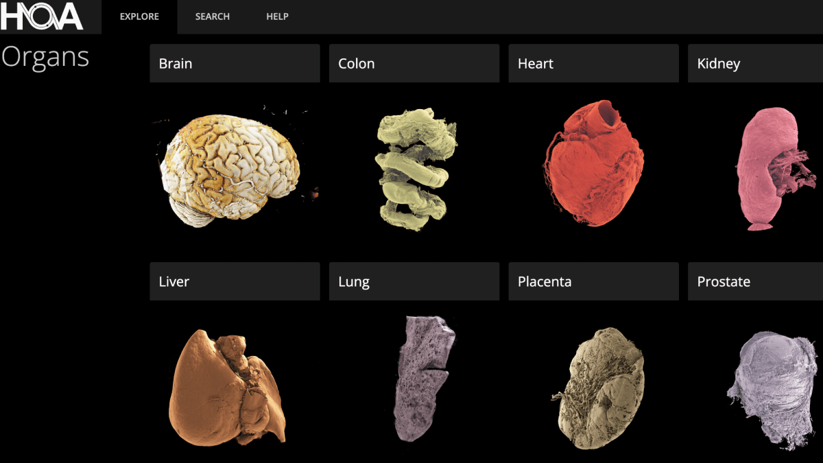 Explore the human body in stunning, 3D detail with a new online tool