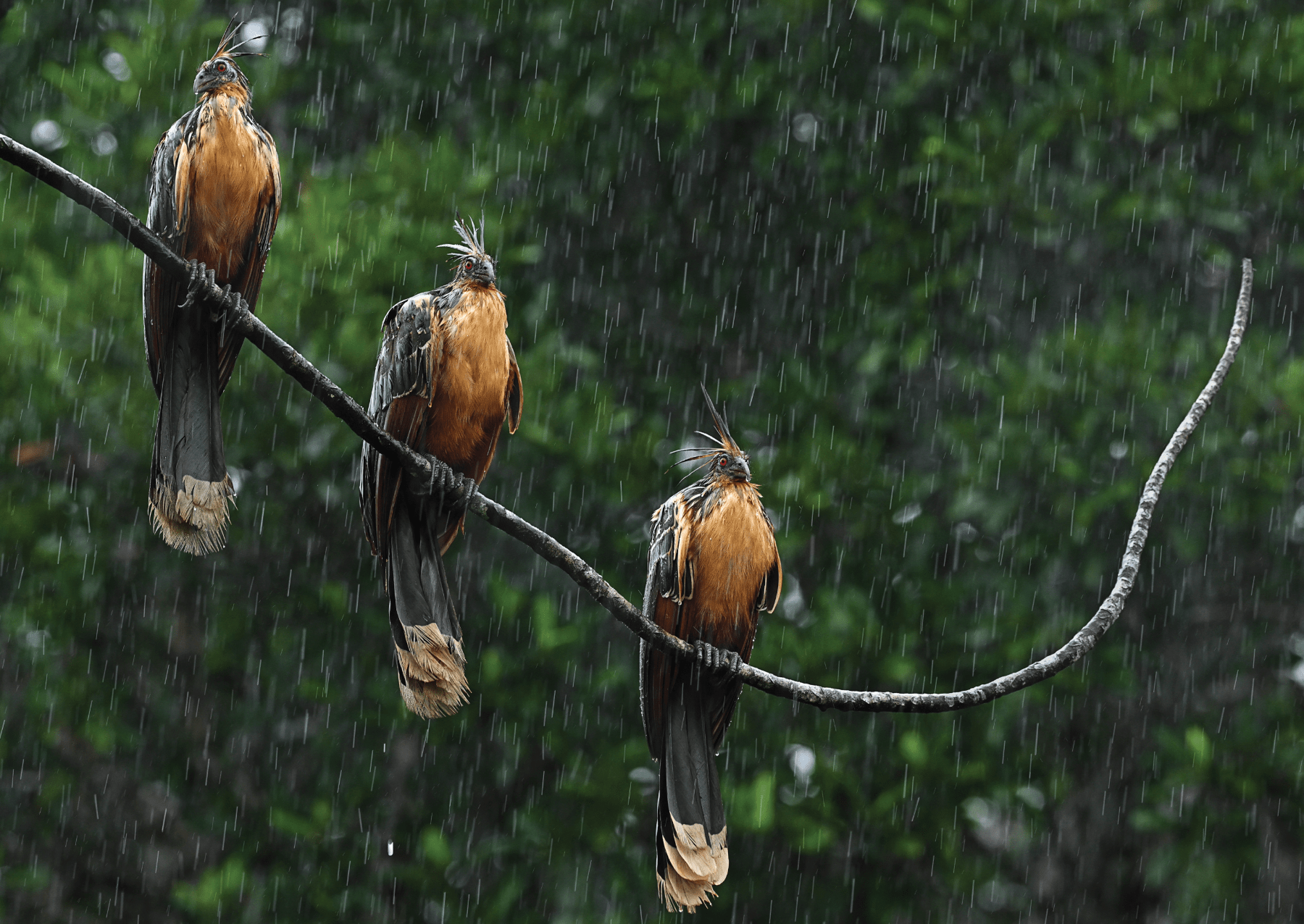 four large birds with black and brown feathers stand on a branch in the rain