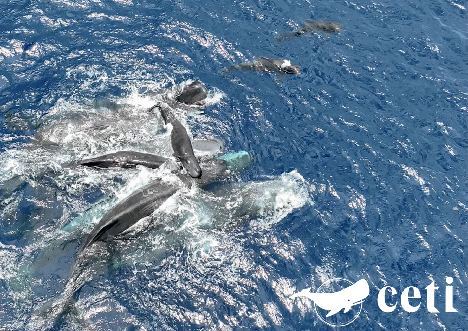 Baby sperm whale birth captured in groundbreaking video