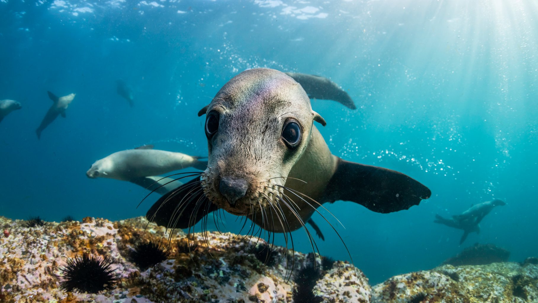 A wide-angle, underwater photograph of a young sea lion with large, dark eyes and long whiskers looking directly into the camera lens. Sunlight beams down through the clear blue water, illuminating the sea lion's head and other sea lions swimming in the background. The foreground shows a rocky seabed covered in marine life, including several dark, spiny sea urchins.