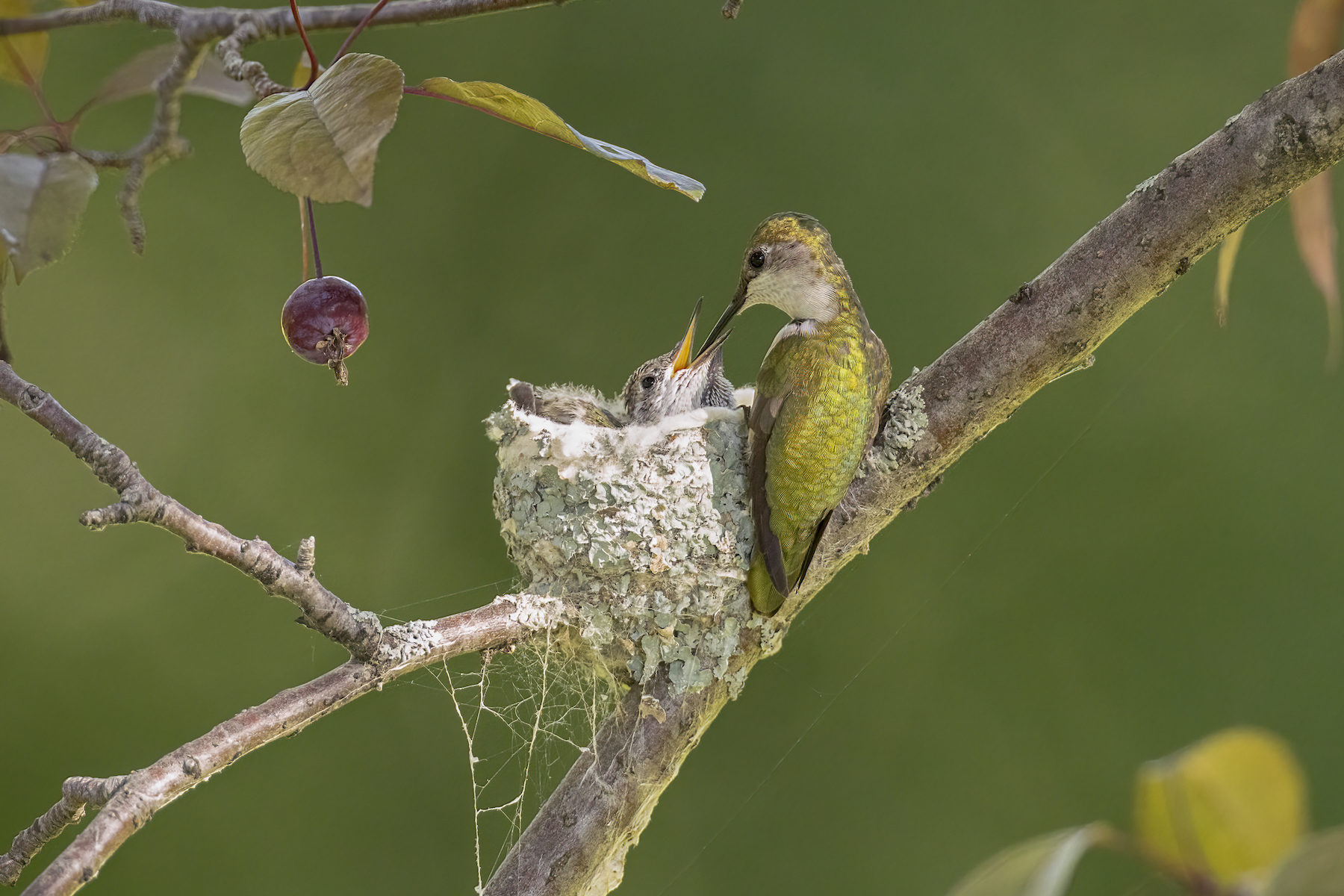 Ruby-throated Hummingbird female at nest with young taken in central MN