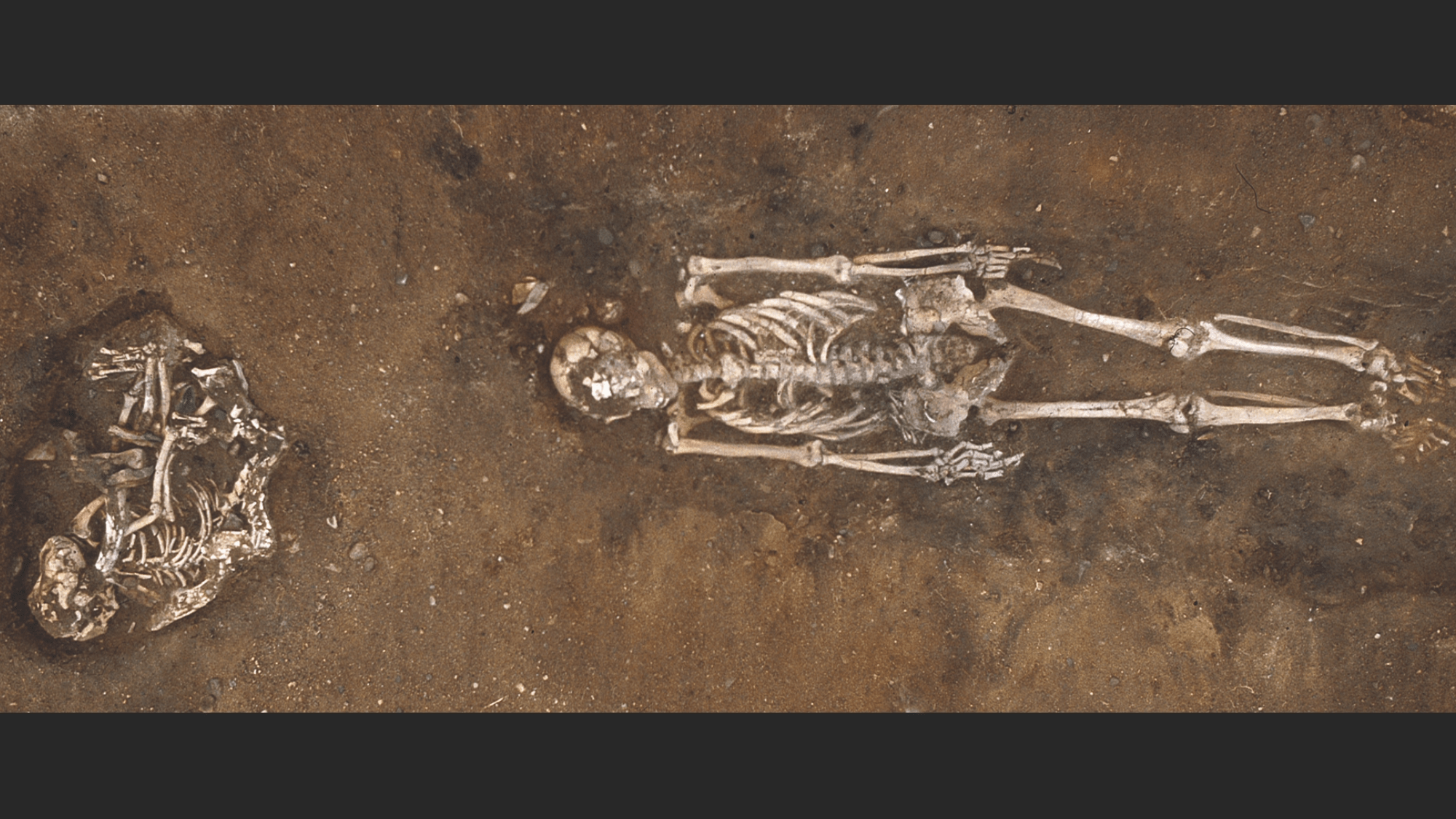 One of the dogs sampled in the paper from the Skateholm site in Sweden, buried alongside a human.