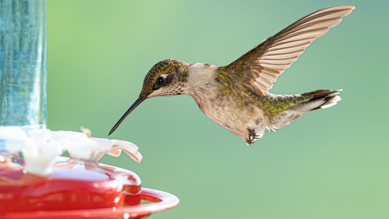 A Ruby-throated Hummingbird (Archilochus colubris) hovers delicately at a feeder in a backyard, its iridescent feathers glinting in the sunlight. These tiny birds are famous for their incredible long-distance migration, with some traveling up to 2,000 miles between North America and Central America each year. Providing sugar-water feeders in backyards is a common way for bird lovers to help fuel the hummingbirds' energy-intensive journey. During migration, their diet consists of nectar from flowers and feeders, supplemented with small insects for protein. Backyard feeders like this one offer a critical source of food, especially as natural nectar sources become scarce in colder months.