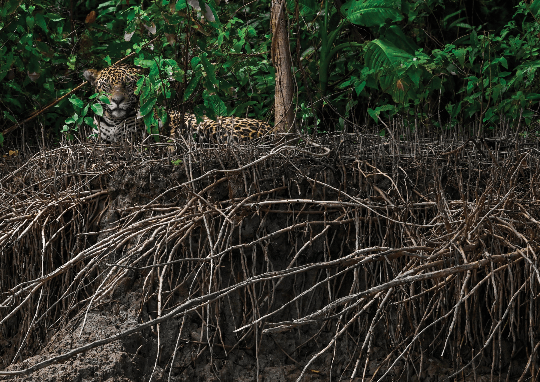 a jaguar perched on a riverbank