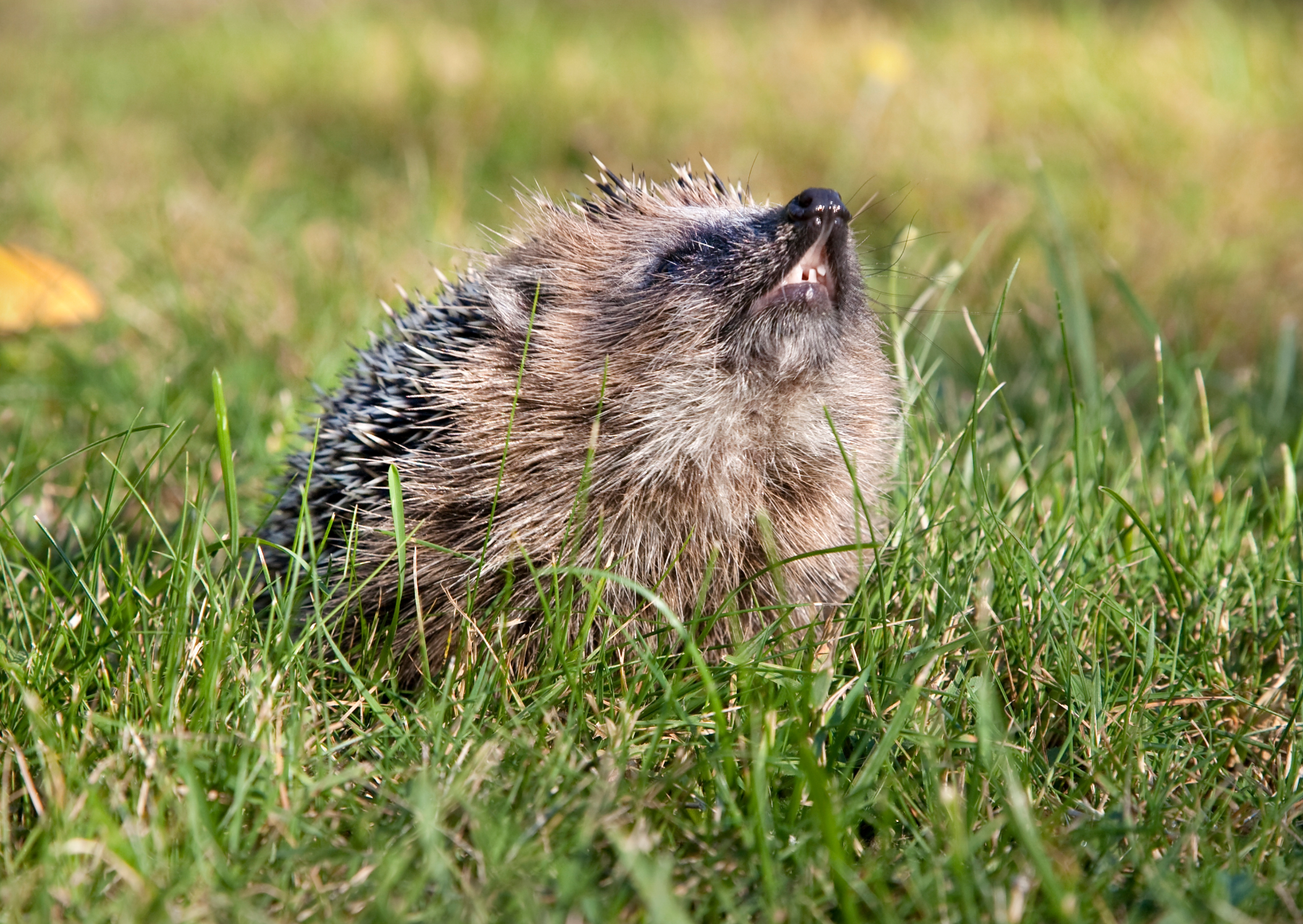 a juvenile hedgehog looking up in the grass