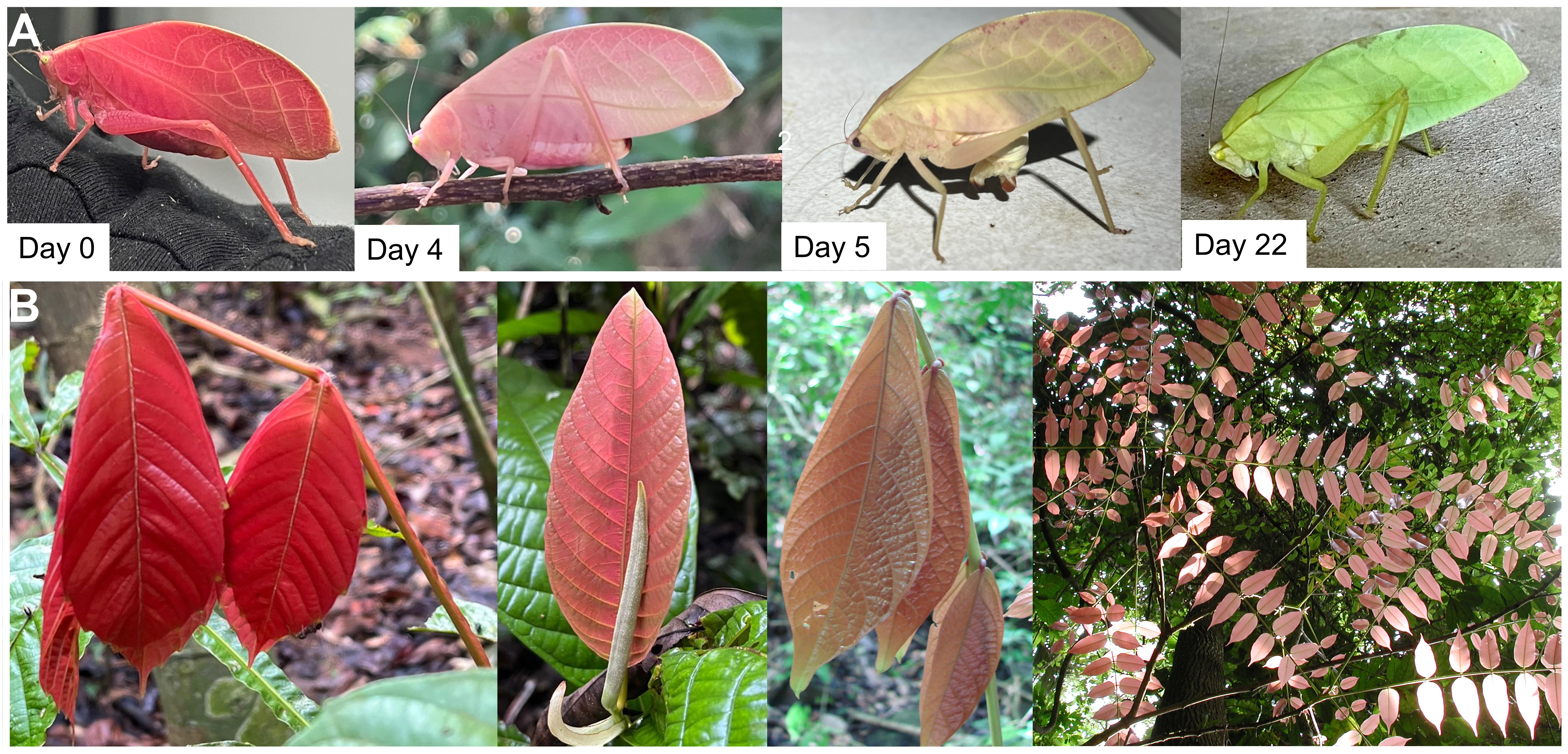 a series of four photos showing a bug changing from pink to green