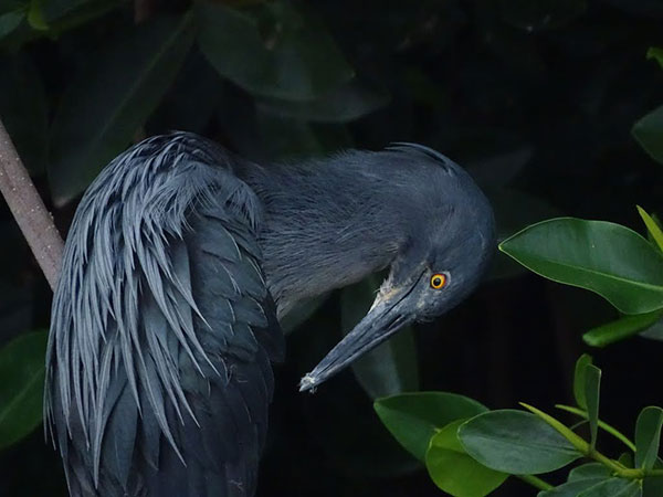 a bird with dark plumage cleaning its feathers by some green foliage
