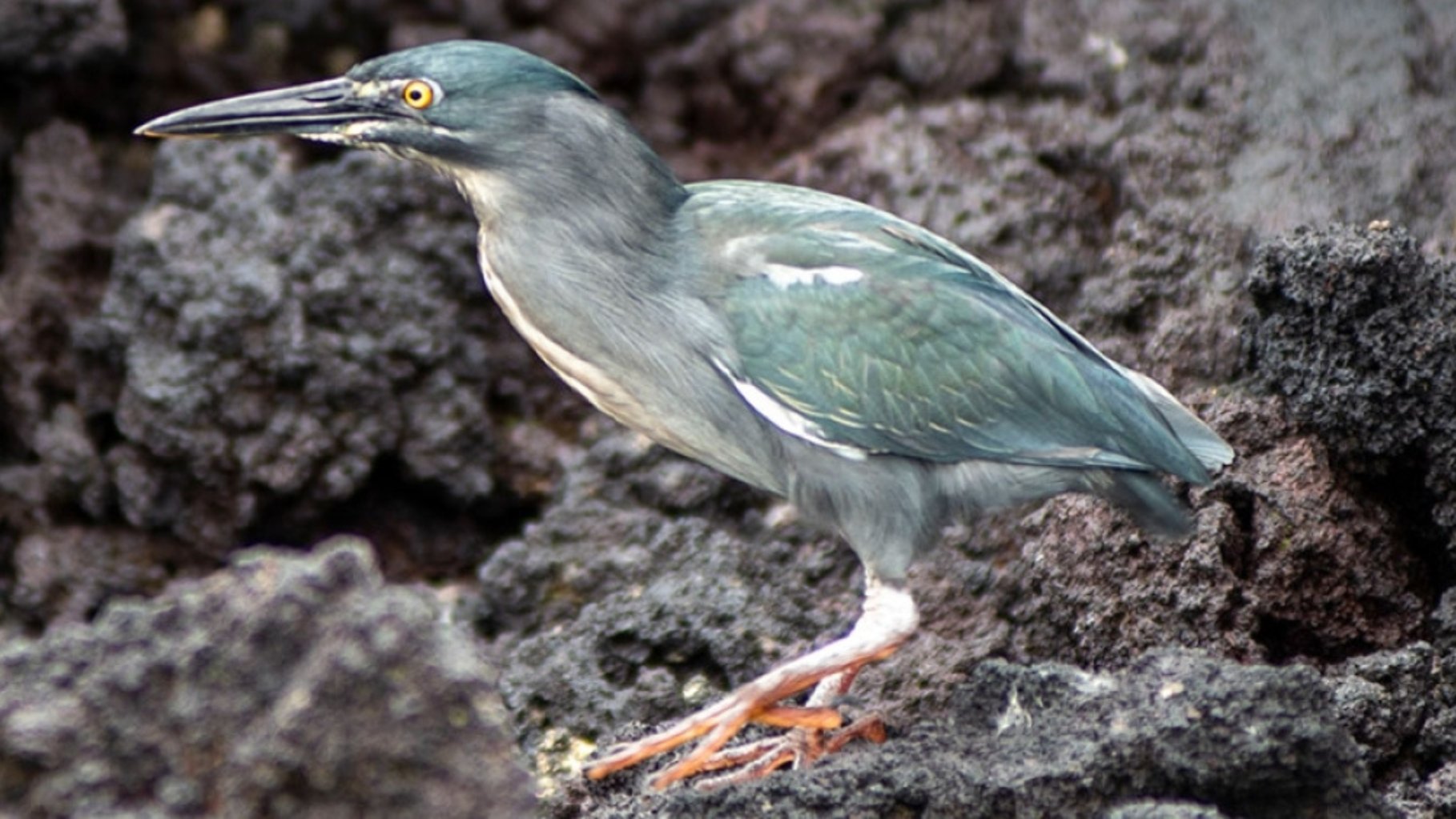a bird with long legs and green feathers standing on a rock