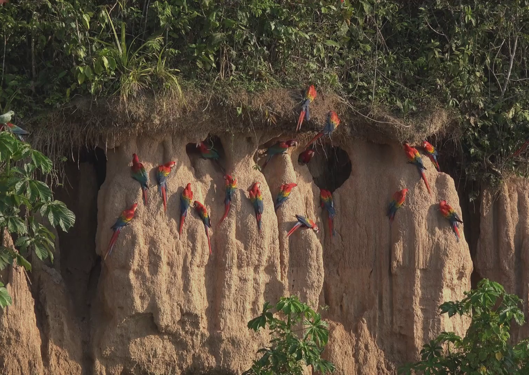 colorful parrots standing on a gray clay facade