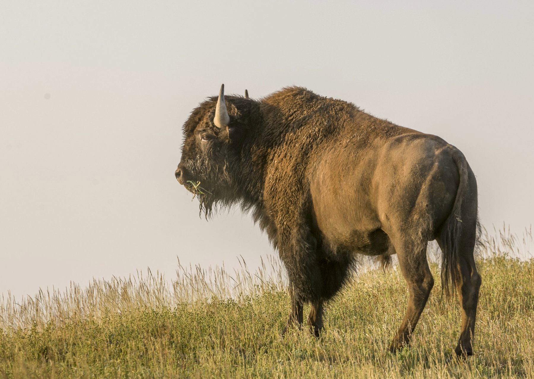 a male bison standing on grass in yellowstone national park
