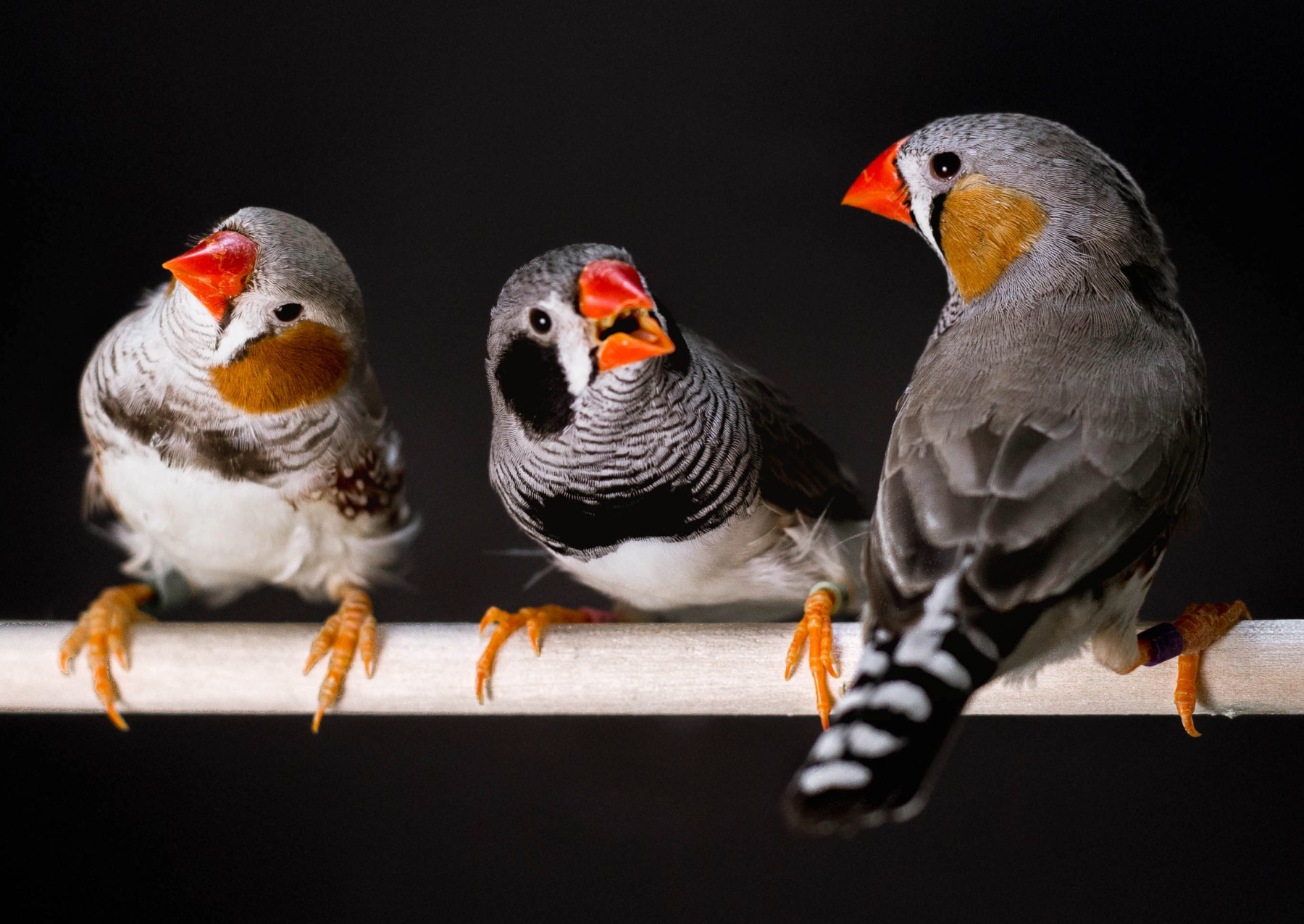 three birds with orange beaks and black and white feathers on a perch