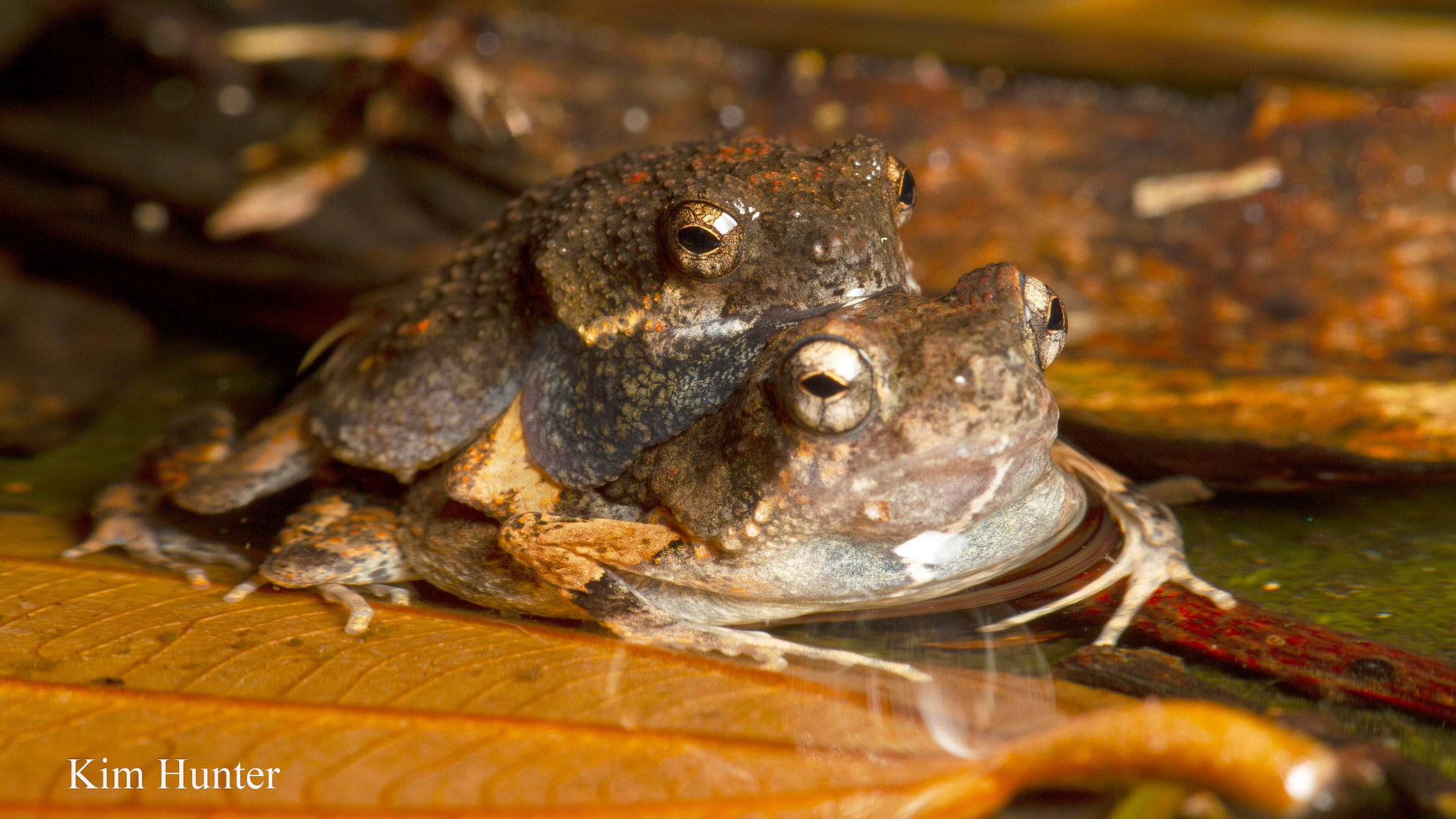 two mating frogs with the male grasping on to the female
