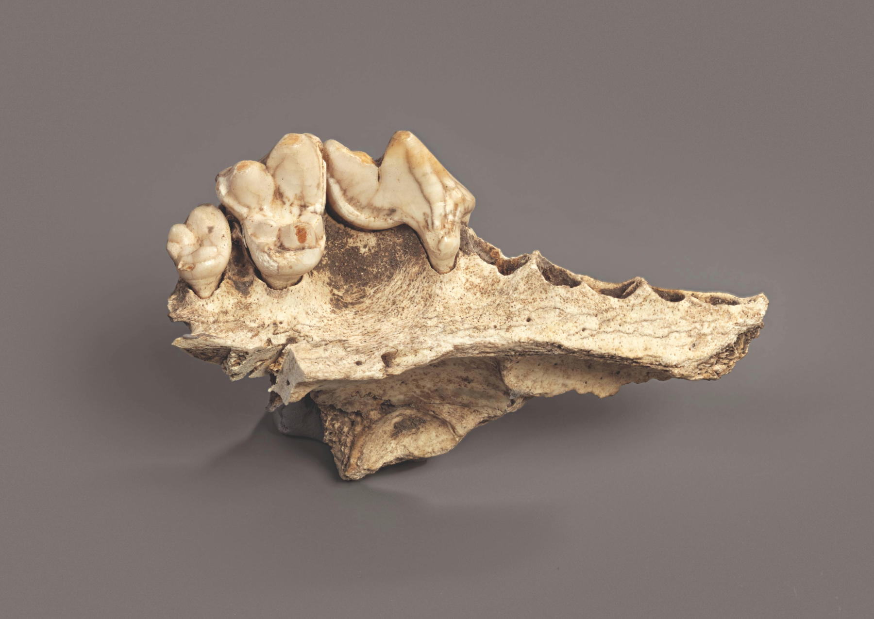 Maxilla of the domesticated dog from the Kesslerloch cave in Thayngen, Switzerland. 

