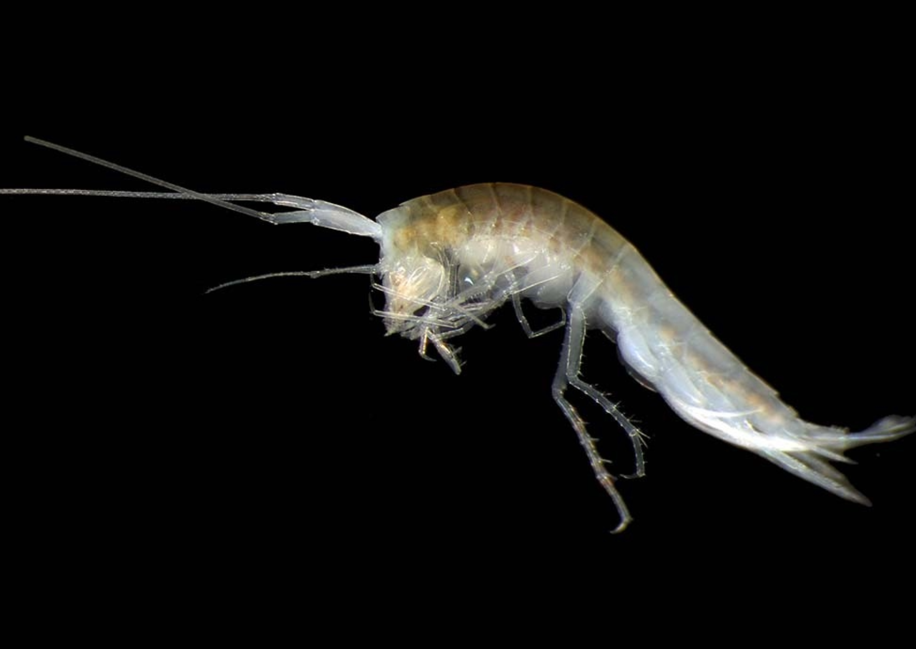 a small deep-sea crustacean. it is pale colored a looks a bit like a shrimp