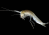 a small deep-sea crustacean. it is pale colored a looks a bit like a shrimp