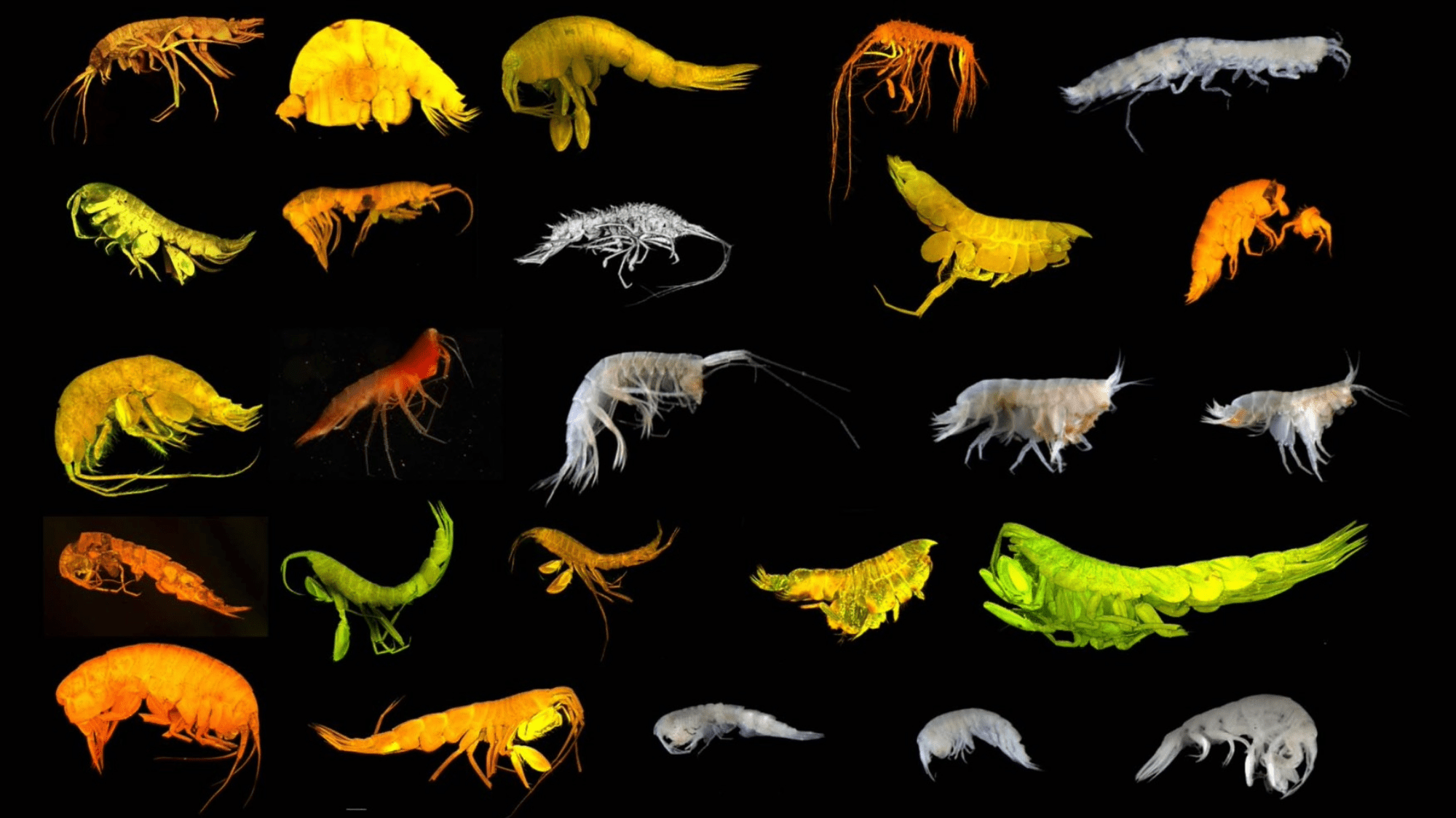 24 new species of deep sea organisms. they are small and resemble shrimp