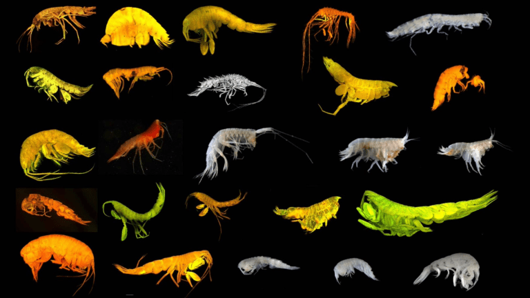 24 new species of deep sea organisms. they are small and resemble shrimp
