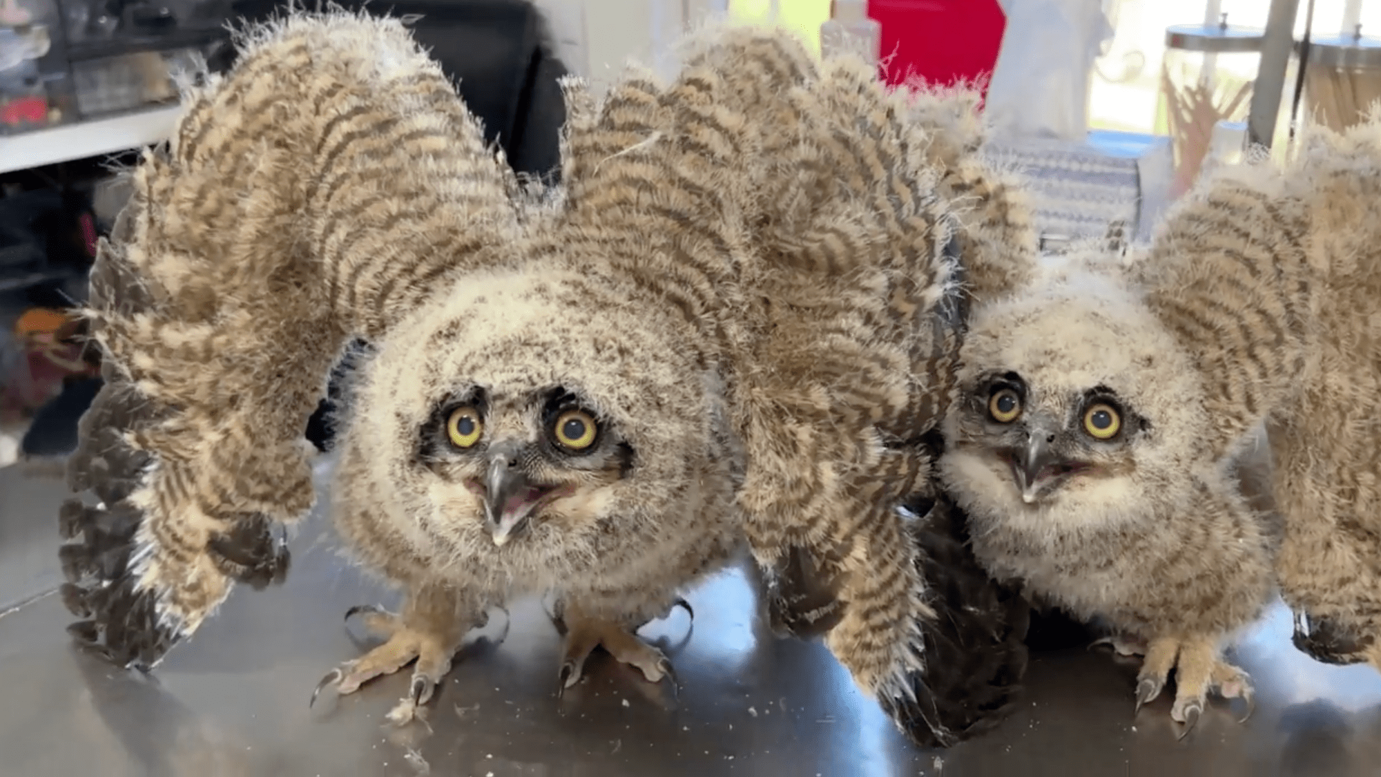 two owls sit on a metal table with their wings up
