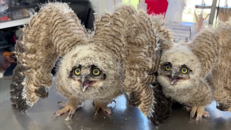 two owls sit on a metal table with their wings up