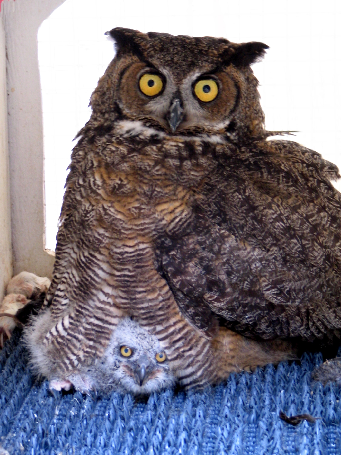 a baby owl sits underneath an adult owl