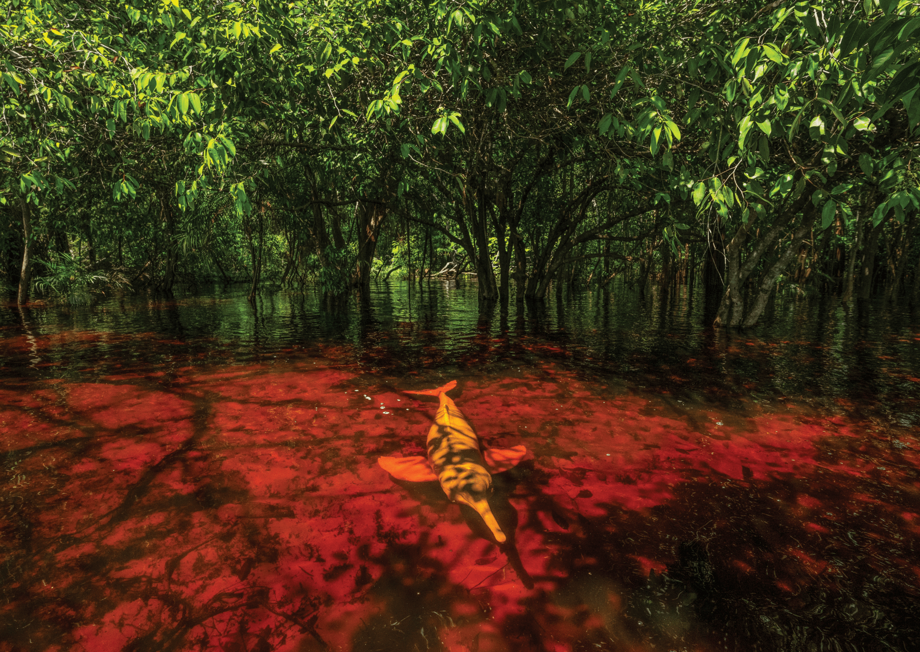 a pink river dolphin in shallow water underneath trees