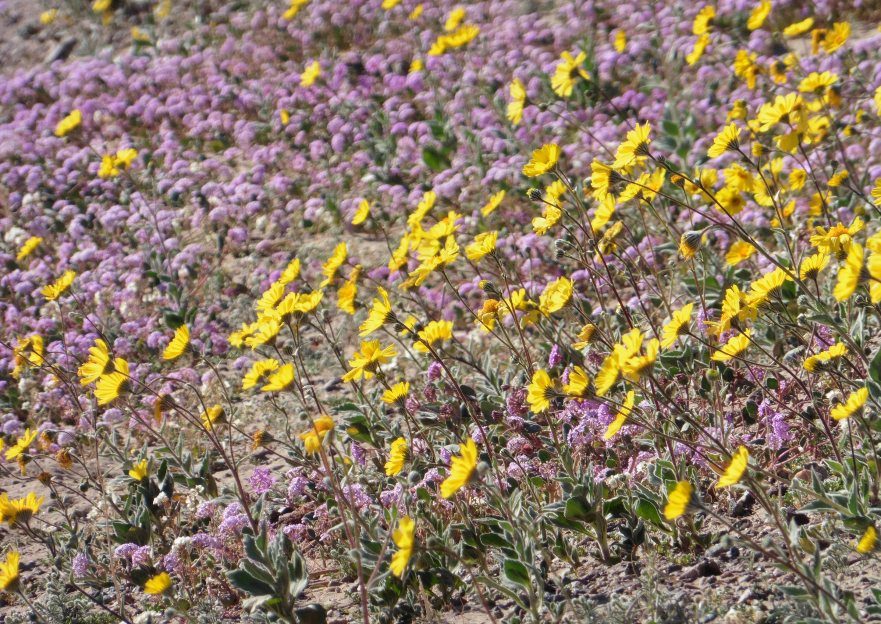 yellow and purple wildflowers blooming in the desert