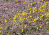 yellow and purple wildflowers blooming in the desert