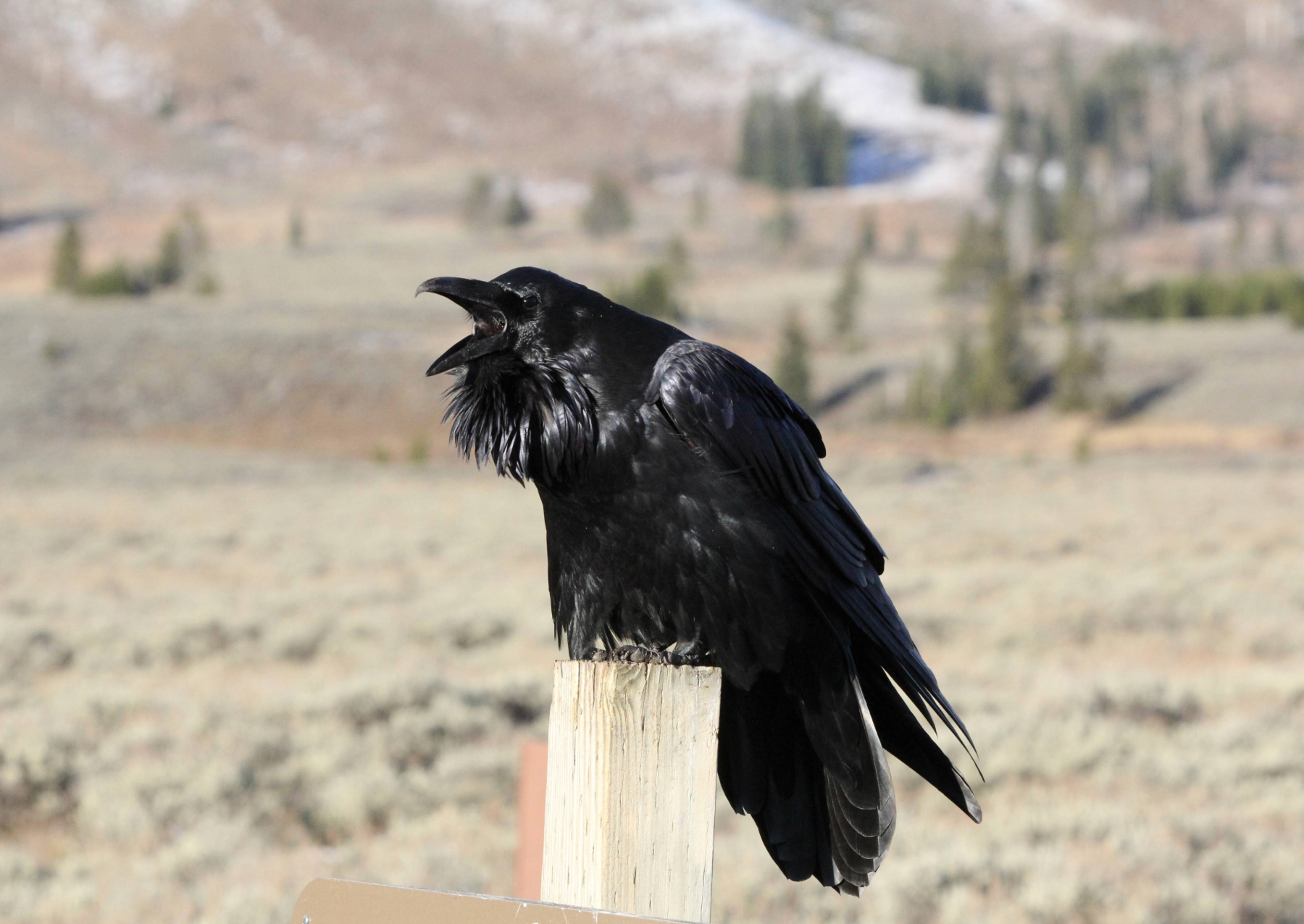 a raven calling
