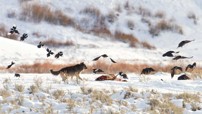 A wolf chases magpies and ravens from an elk carcass near Soda Butte.