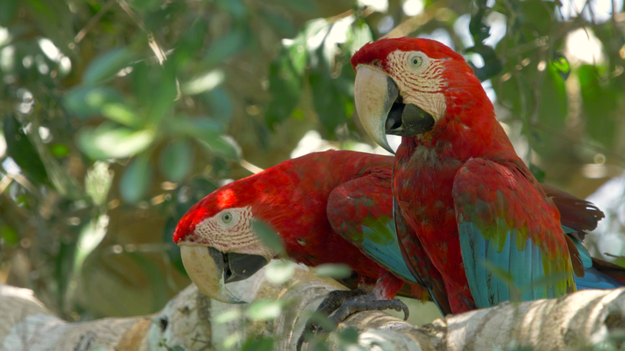 two parrots with red, green, and blue feathers sitting in a tree