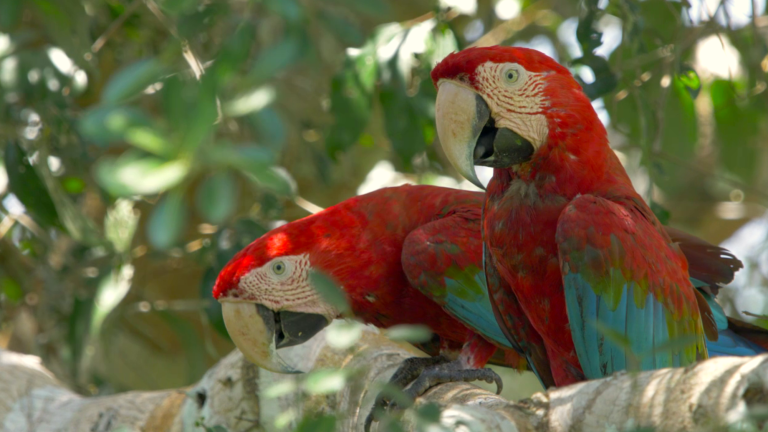 two parrots with red, green, and blue feathers sitting in a tree