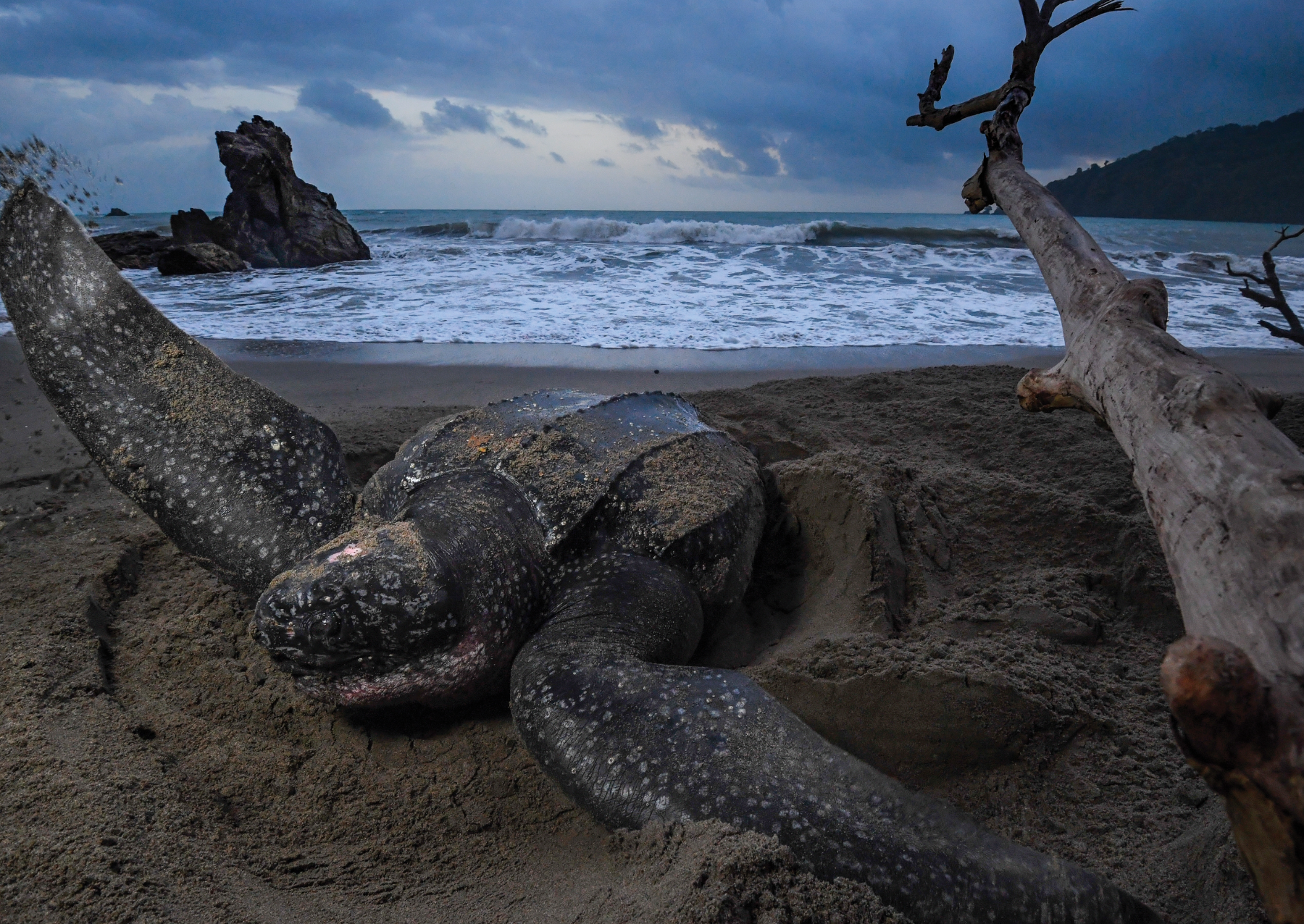 a sea turtle on a beach 