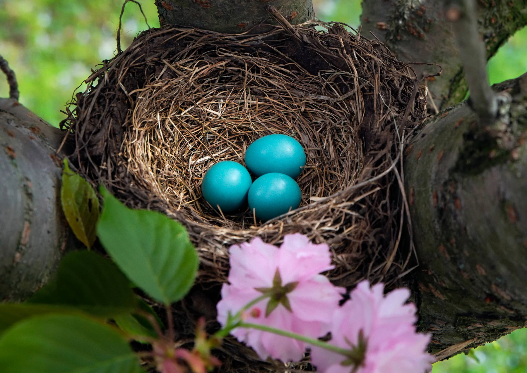 three blue-green robin's eggs in a nest with pink flowers and green leaves