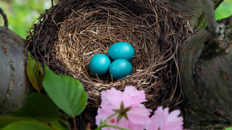 three blue-green eggs in a nest sitting in a tree