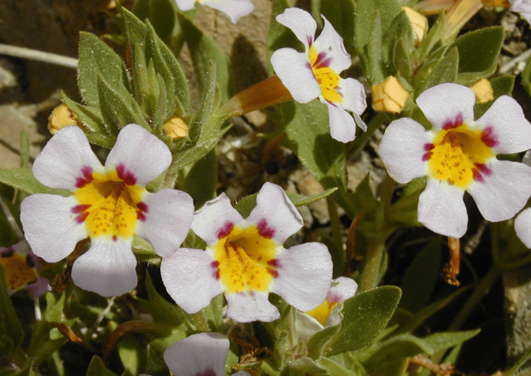 a flower with white petals with a large yellow center and flecks of purple