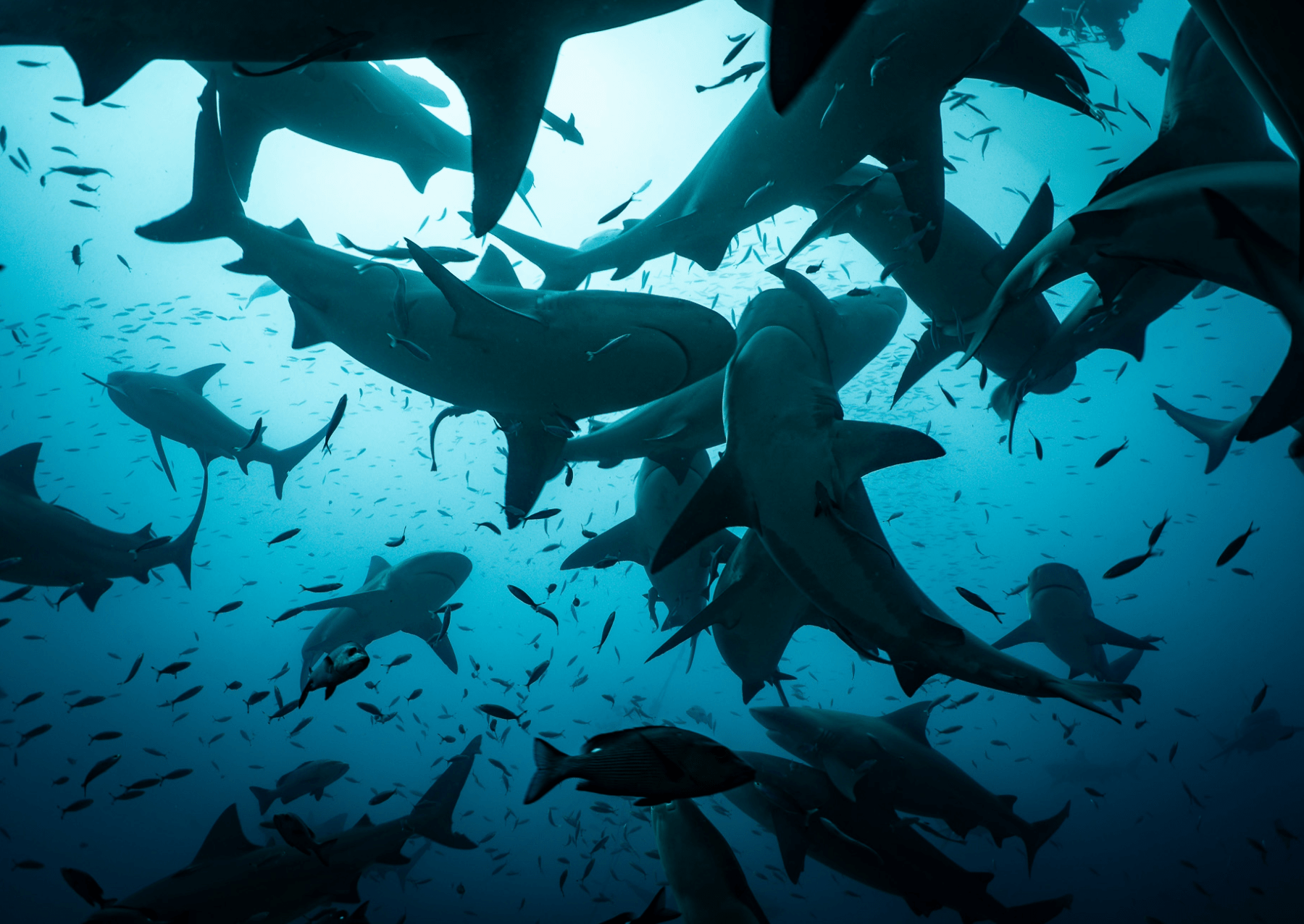 View from below the bull sharks in the 'Arena’ at Shark Reef Marine Reserve