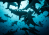View from below the bull sharks in the 'Arena’ at Shark Reef Marine Reserve