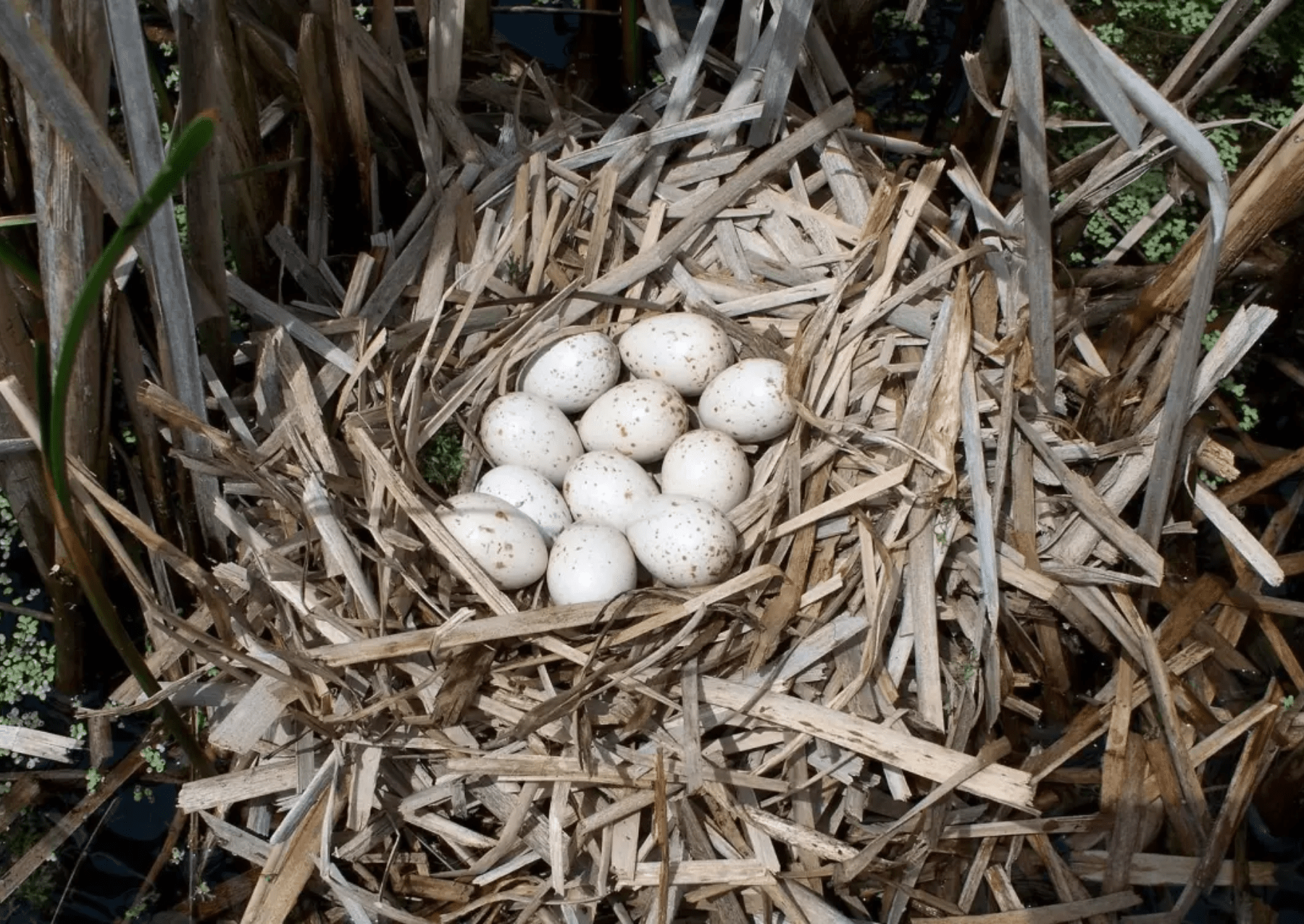 white eggs with small brown spots on a nest