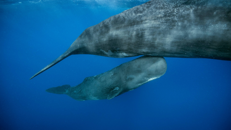a sperm whale calf swims under its mother